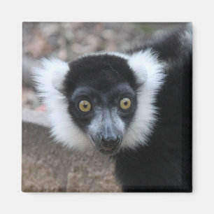 Nah oben von einem Schwarzweiss-Ruffed Lemur Magnet