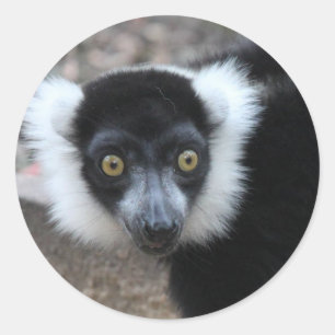 Nah oben von einem Schwarzweiss-Ruffed Lemur Runder Aufkleber