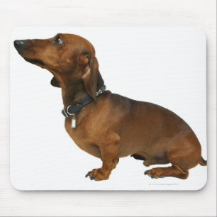 Nah oben von einer Dackel Mousepad
