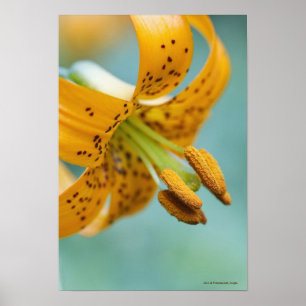 Nah oben von einer gelben Lilie Poster