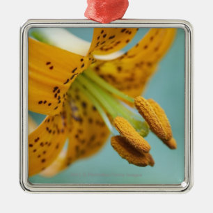Nah oben von einer gelben Lilie Silbernes Ornament