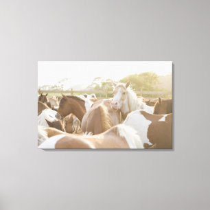 Nah oben von einer Herde der Pferde Leinwanddruck