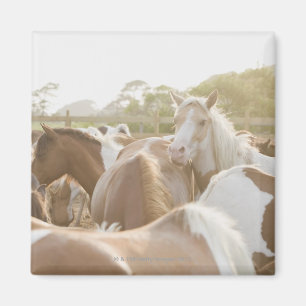 Nah oben von einer Herde der Pferde Magnet