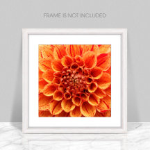 Nah-Orange-Blume-Poster