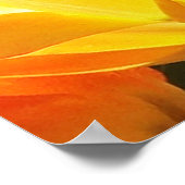 Nah-Orange- und Gelbtulpen Poster (Ecke)