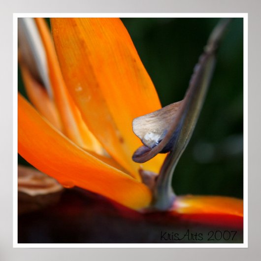 Nah paradieren poster (Vorne)