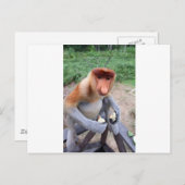 Nah und persönlich mit männlichen Proboscis-Affen Postkarte (Vorne/Hinten)
