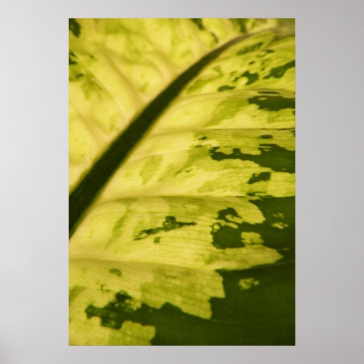 Nah-up Bild der Gepunkteten Dumb Cane Poster (Vorne)