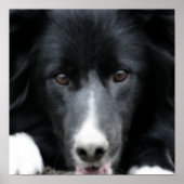 Nah Up Black Border Collie Dog Face Poster (Vorne)