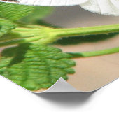 Nah Up Butterfly Poster (Ecke)