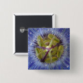Nah-up der aufgeweckten Leidenschaft Blume. Kredit Button (Vorne & Hinten)