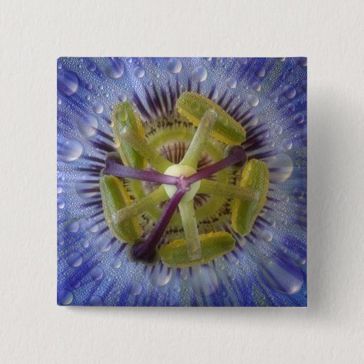 Nah-up der aufgeweckten Leidenschaft Blume. Kredit Button (Vorderseite)