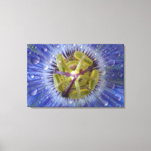 Nah-up der aufgeweckten Leidenschaft Blume. Kredit Leinwanddruck