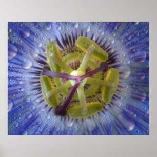 Nah-up der aufgeweckten Leidenschaft Blume. Kredit Poster