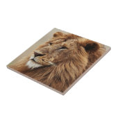 Nah-up der männlichen Löwe Fliese (Seite)