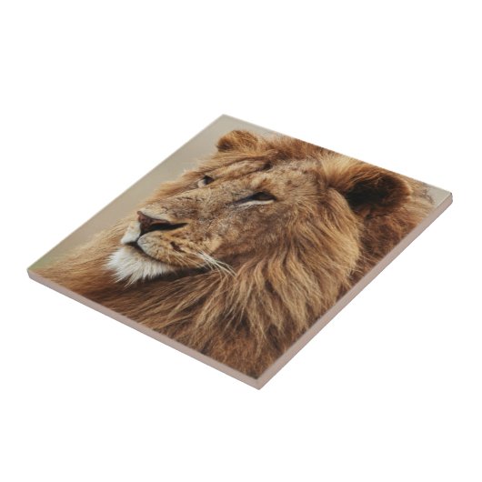 Nah-up der männlichen Löwe Fliese (Seite)