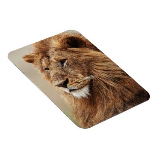 Nah-up der männlichen Löwe Magnet (Rechte Seite)