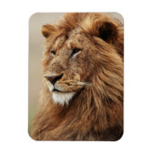 Nah-up der männlichen Löwe Magnet (Vertikal)