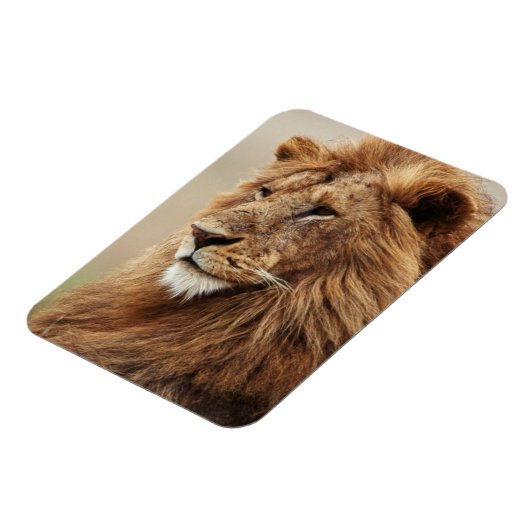 Nah-up der männlichen Löwe Magnet (Linke Seite)