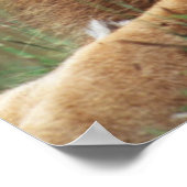 Nah-up der männlichen Löwe Poster (Ecke)