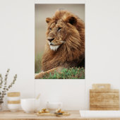 Nah-up der männlichen Löwe Poster (Küche)