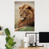 Nah-up der männlichen Löwe Poster (Heimbüro)