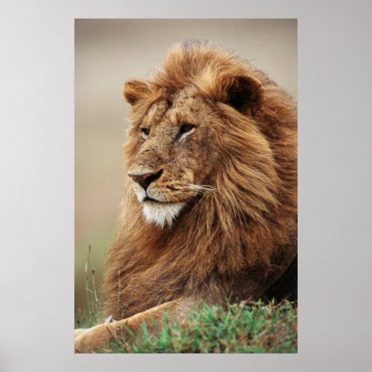 Nah-up der männlichen Löwe Poster (Vorne)