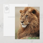 Nah-up der männlichen Löwe Postkarte (Vorne/Hinten)