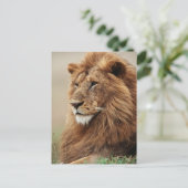Nah-up der männlichen Löwe Postkarte (Stehend Vorderseite)