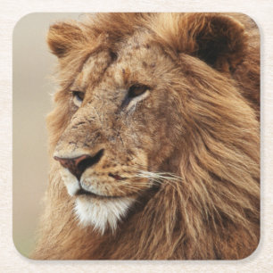Nah-up der männlichen Löwe Rechteckiger Pappuntersetzer