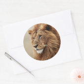 Nah-up der männlichen Löwe Runder Aufkleber (Umschlag)