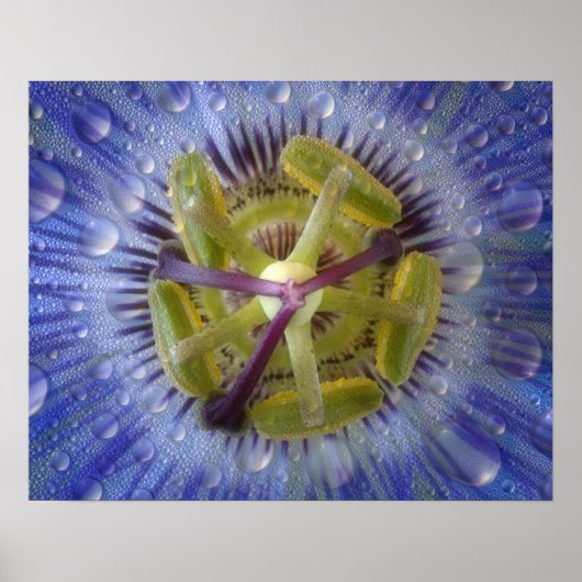 Nah-up der tönigen Leidenschaft Blume. Guthaben wi Poster (Vorne)