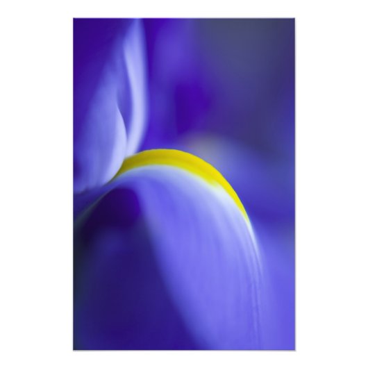 Nah-up-Detail einer Blauen Flagge Iris. Fotodruck (Vorne)