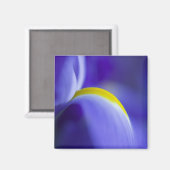 Nah-up-Detail einer Blauen Flagge Iris. Magnet (Vorderseite/Rückseite)