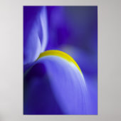 Nah-up-Detail einer Blauen Flagge Iris. Poster (Vorne)
