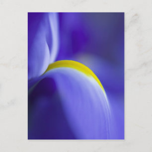 Nah-up-Detail einer Blauen Flagge Iris. Postkarte