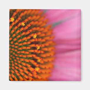 Nah-up einer Kone-Blume im Sommer, Magnet