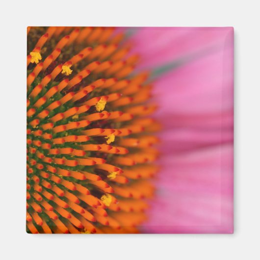 Nah-up einer Kone-Blume im Sommer, Magnet (Vorne)