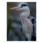 Nah-Up eines Grauen Helden Poster (Vorderseite)