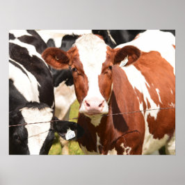 Nah-up Face of Red, White Holstein Dairy Cow Poster