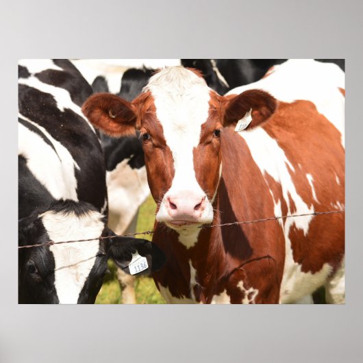 Nah-up Face of Red, White Holstein Dairy Cow Poster (Vorne)