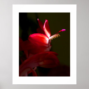 Nah-Up-Foto der Red Christmas Cactus Blume Poster