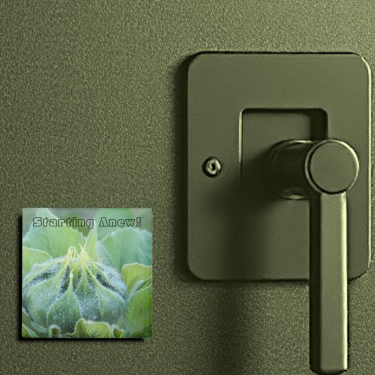 Nah-Up-Foto von Dew Moistned Sunflower Bud Magnet