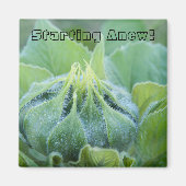 Nah-Up-Foto von Dew Moistned Sunflower Bud Magnet (Vorne)