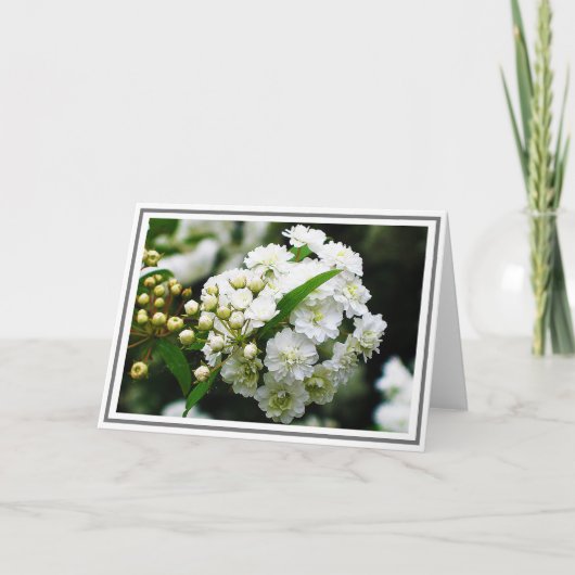 Nah-up Fotograf von Double Bridal Wreath Spirea Karte (Vorderseite)