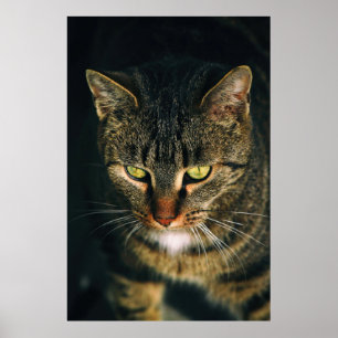 NAH-UP-FOTOGRAFIE DER GRAUTABBY-KATZE POSTER