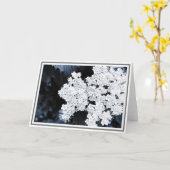 Nah-up Fotografie von weißen Viburnum-Blume Karte (Gelbe Blume)