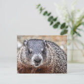 Nah-up Groundhog Portrait Postkarte (Stehend Vorderseite)