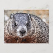 Nah-up Groundhog Portrait Postkarte (Vorderseite)