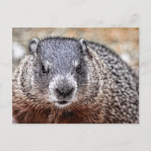 Nah-up Groundhog Portrait Postkarte (Vorderseite)